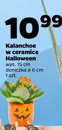 Netto Kalanchoe w ceramicce Halloween oferta