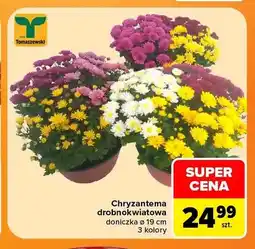 Carrefour Chryzantema drobnokwiatowa doniczka ø 19 cm 3 kolory Tomaszewski oferta