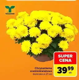Carrefour Chryzantema średniokwiatowa doniczka ø 27 cm Tomaszewski oferta