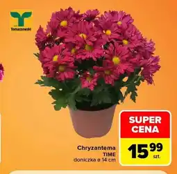 Carrefour Chryzantema Time doniczka ø 14 cm Tomaszewski oferta