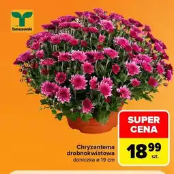 Carrefour Chryzantema drobnokwiatowa doniczka ø 19 cm Tomaszewski oferta