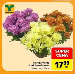 Carrefour Chryzantema średniokwiatowa doniczka ø 17 cm Tomaszewski oferta