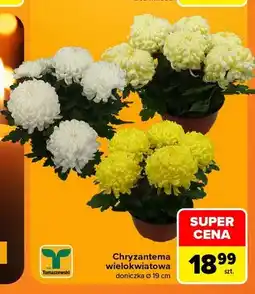 Carrefour Chryzantema wielokwiatowa Tomaszewski oferta