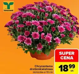 Carrefour Chryzantema drobnokwiatowa doniczka ø 19 cm Tomaszewski oferta