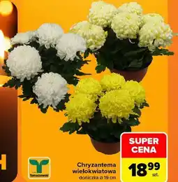 Carrefour Chryzantema wielokwiatowa doniczka ø 19 cm Tomaszewski oferta