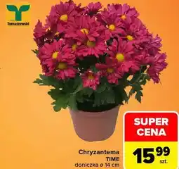 Carrefour Chryzantema TIME doniczka ø 14 cm Tomaszewski oferta