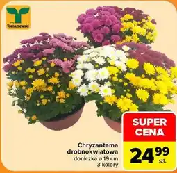 Carrefour Chryzantema drobnokwiatowa doniczka ø 19 cm 3 kolory Tomaszewski oferta