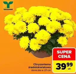 Carrefour Chryzantema średniokwiatowa doniczka ø 27 cm Tomaszewski oferta