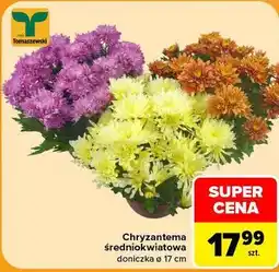 Carrefour Chryzantema średniokwiatowa doniczka ø 17 cm Tomaszewski oferta