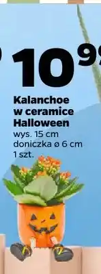 Netto Kalanchoe w ceramice Halloween oferta
