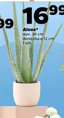 Netto Aloes oferta