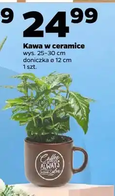 Netto Kawa w ceramice oferta
