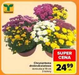 Carrefour Chryzantema drobnokwiatowa oferta