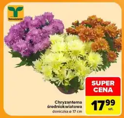 Carrefour Chryzantema średniokwiatowa oferta