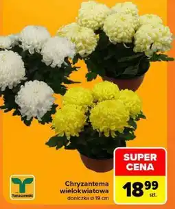 Carrefour Chryzantema wielokwiatowa oferta