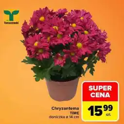 Carrefour Chryzantema oferta