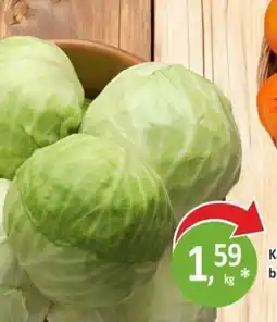 Orzech Kapusta biała oferta