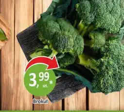 Orzech Brokuł oferta
