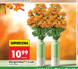 Biedronka Margaretka 5 szt oferta