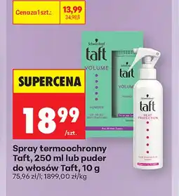 Biedronka Puder do włosów Taft oferta