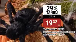bi1 Pająk Czarny oferta