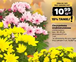 Netto Chryzantema oferta