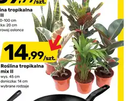 Bricomarche Roślina Tropikalna Mix II oferta