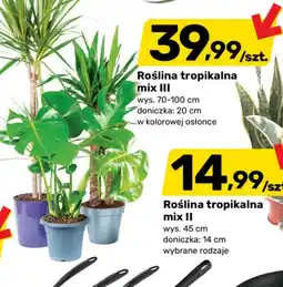 Bricomarche Roślina tropikalna mix III oferta