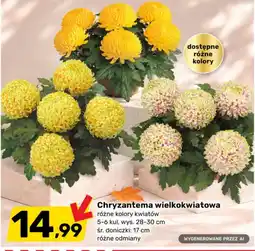 Bricomarche Chryzantema wielkokwiatowa oferta