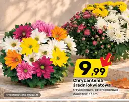 Bricomarche Chryzantema średniokwiatowa oferta