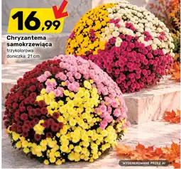 Bricomarche Chryzantema samokrzewiąca trzykolorowa oferta