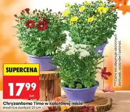 Biedronka Chryzantema Time w kolorowej misie oferta