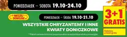 Biedronka Wszystkie chryzantemy i inne kwiaty doniczkowe oferta