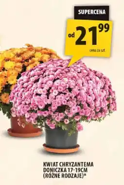 Arhelan Kwiat Chryzantema oferta