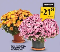 Arhelan Kwiat Chryzantema oferta