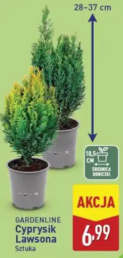 ALDI GARDENLINE Cyprysik Lawsona Sztuka oferta