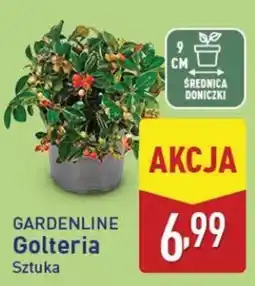 ALDI Gardenline Golteria Sztuka oferta
