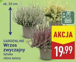 ALDI GARDENLINE Wrzos zwyczajny oferta