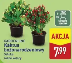 ALDI GARDENLINE Kaktus bożonarodzeniowy oferta
