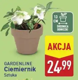 ALDI GARDENLINE Ciemniernik Sztuka oferta
