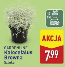 ALDI GARDENLINE Kalocefalus Browna Sztuka oferta