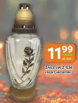 Gama Znicz LW Z-536 róza Ciecierski oferta