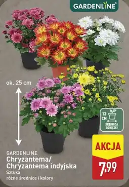 ALDI GARDENLINE Chryzantema/Chryzantema indyjska oferta