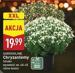 ALDI GARDENLINE Chryzantemy oferta