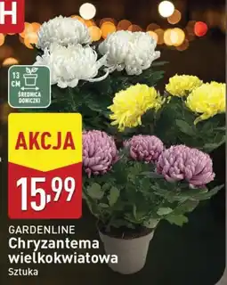 ALDI GARDENLINE Chryzantema wielkokwiatowa Sztuka oferta