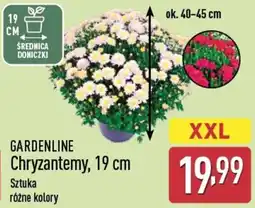 ALDI GARDENLINE Chryzantemy oferta