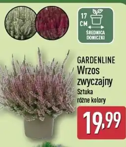 ALDI Gardenline wrzos zwyczajny oferta