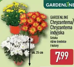 ALDI GARDENLINE Chryzantema indyjska oferta