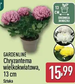 ALDI Gardenline chryzantema wielkokwiatowa oferta
