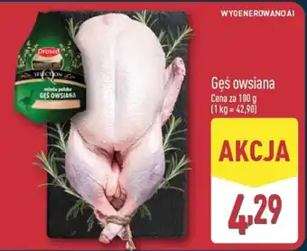 Drosed Gęś owsiana